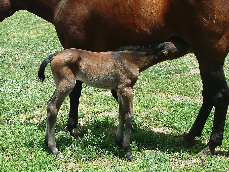 mare, foal, lunch, nursing, horse, animal, nature, farm, mammal HD wallpaper