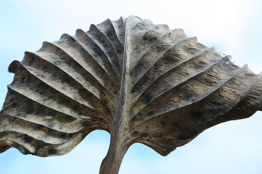 nature, leaf, hosta, texture, no people, close-up, sky, day HD wallpaper
