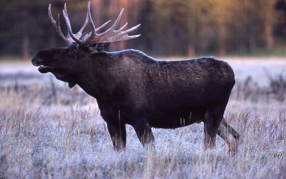brown moose, bull moose, portrait, close up, profile, wildlife, HD wallpaper