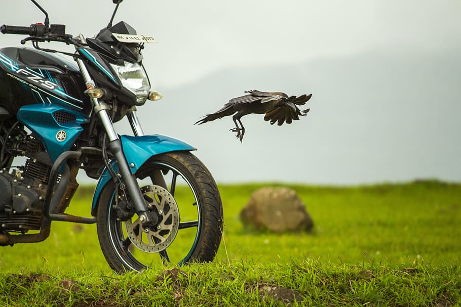 black bird in mid-flight near Yamaha motorcycle, bike, crow, flying, HD wallpaper