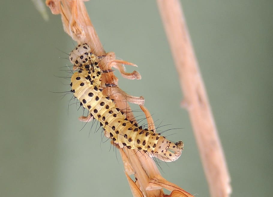 macro, insect, worm, armenia, invertebrate, animals in the wild HD wallpaper