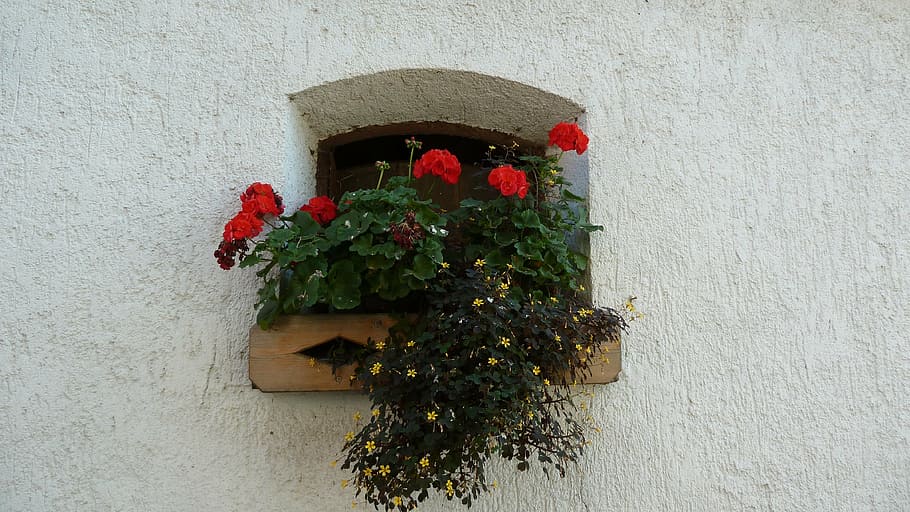 red flowers in bloom on window, white, flora, plant, wall - building feature HD wallpaper