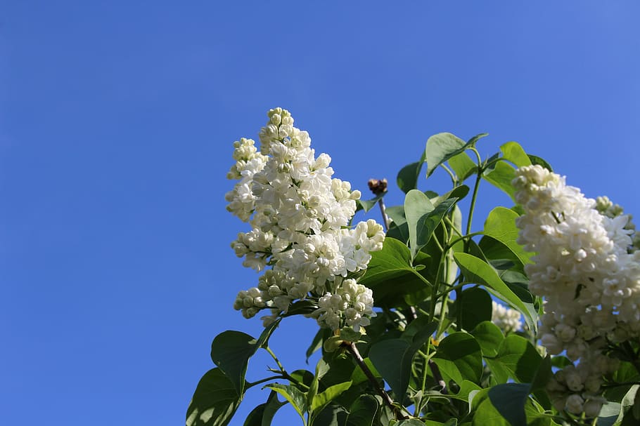 lilac, white, spring, white lilac, flower, flowering plant HD wallpaper
