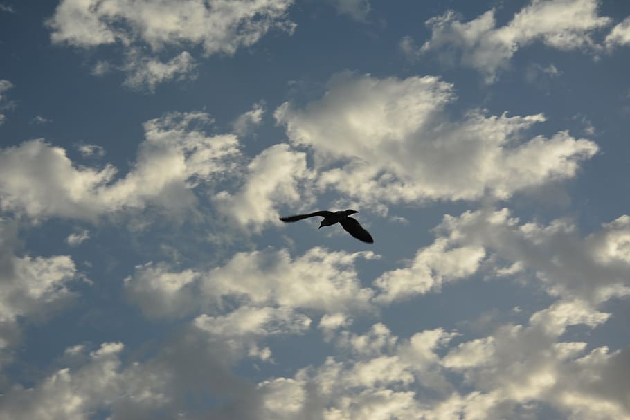 heaven, sky, clouds, sun, nature, weather, the seagull, ceiling HD wallpaper