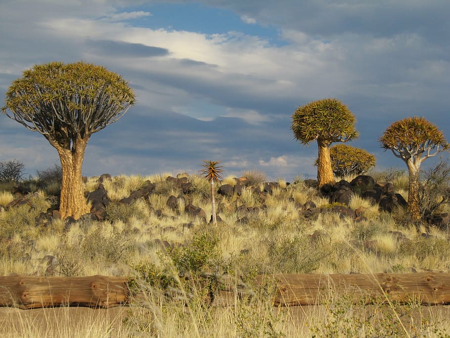 namibia, desert, kalahari, plant, environment, cloud - sky, HD wallpaper