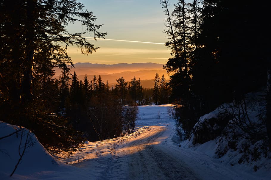 roadway leading to snowy field, dirt road covered with snow surrounded by pine trees during sunset HD wallpaper