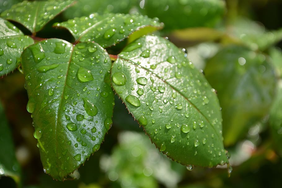 leaf, green, water, green leaf, plant, leaves, drip, drop, wet HD wallpaper