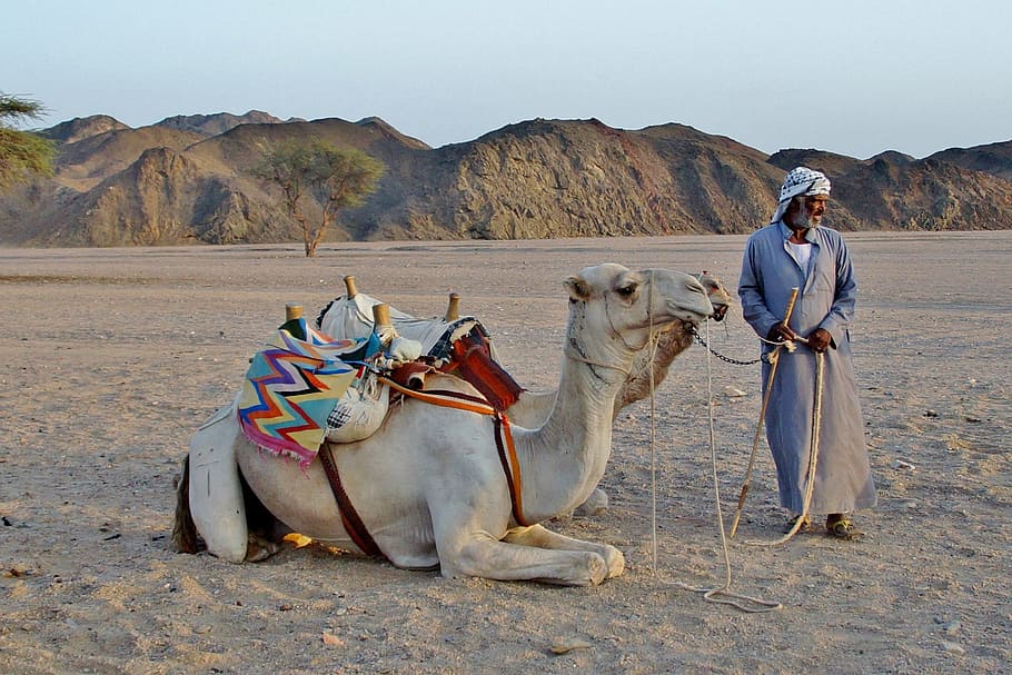 person holding leash of camels, bedouin, desert, sand, egypt