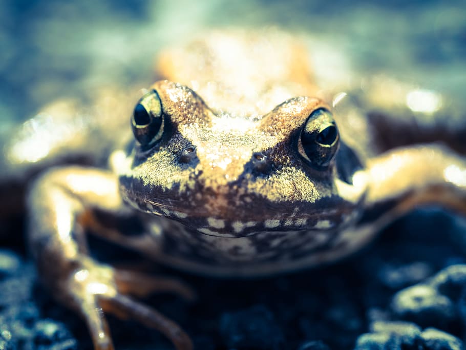 frog, nature, toad, close, high, pond inhabitants, frog face HD wallpaper
