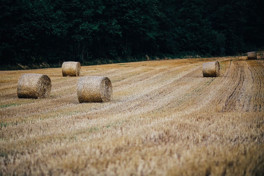 Car trip through fields and forests, grain, wheat, bmw, meadow HD wallpaper