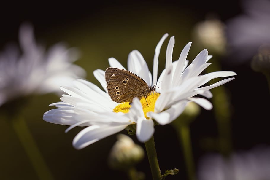 Brown Butterfly on Daisy, beautiful, bloom, blooming, blur, blurry, HD wallpaper