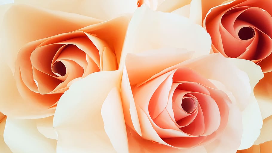 petals, roses, bloom, blossom, blooming, delicate, flora, grow HD wallpaper