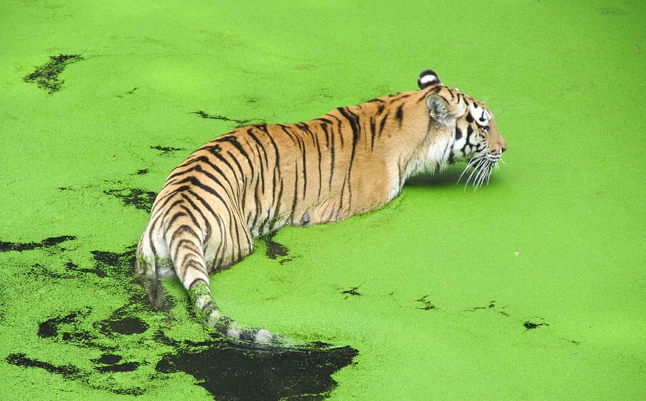 zoo, tiger, predator, animal, animal themes, animal wildlife HD wallpaper