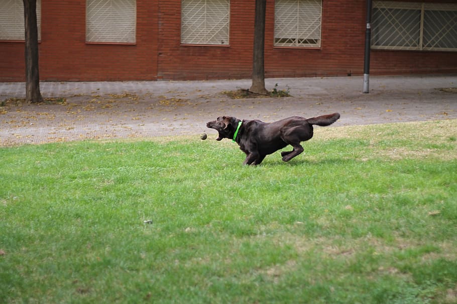dog, speed, ball, animal themes, one animal, mammal, domestic animals HD wallpaper