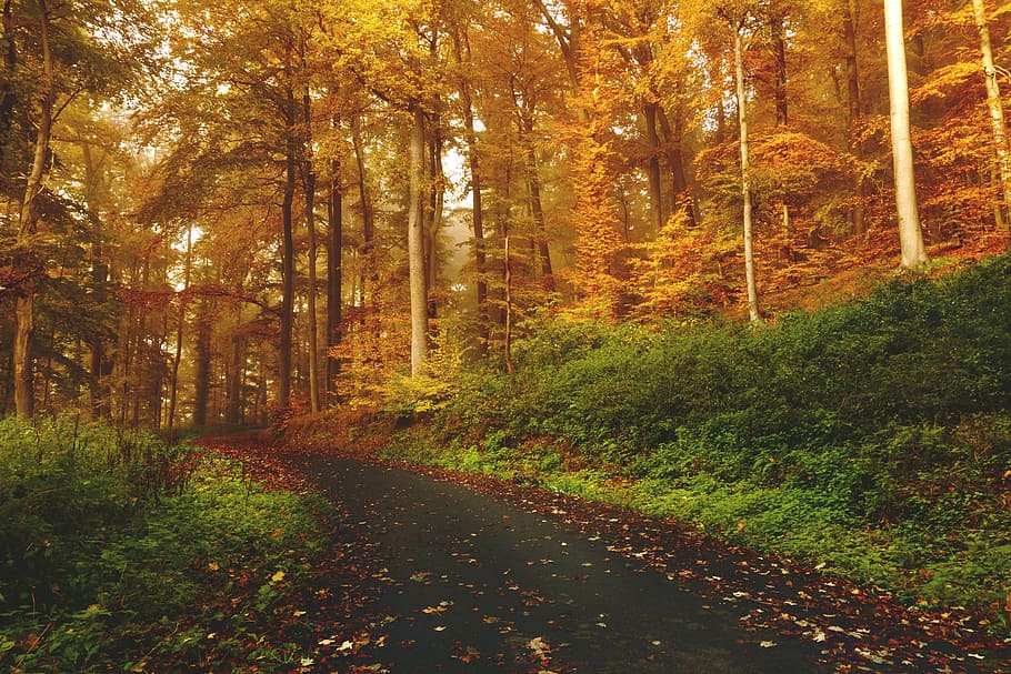 landscape photography of forest trail, brown, leaf, trees, beside HD wallpaper