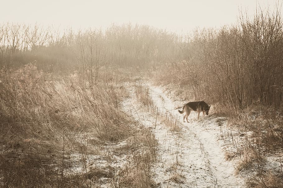 German shepherd standing on snow field surrounded by brown grass, black dog on snow covered field HD wallpaper