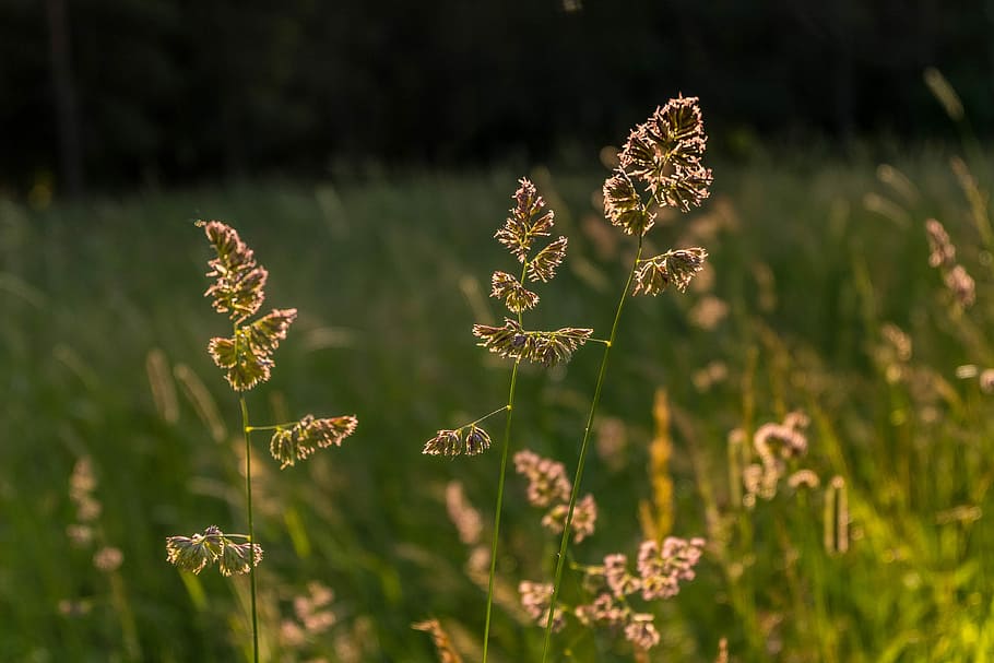 Macro, Beautiful, Grass, Sun, Stroll, mood, otlichnyiy, russia HD wallpaper