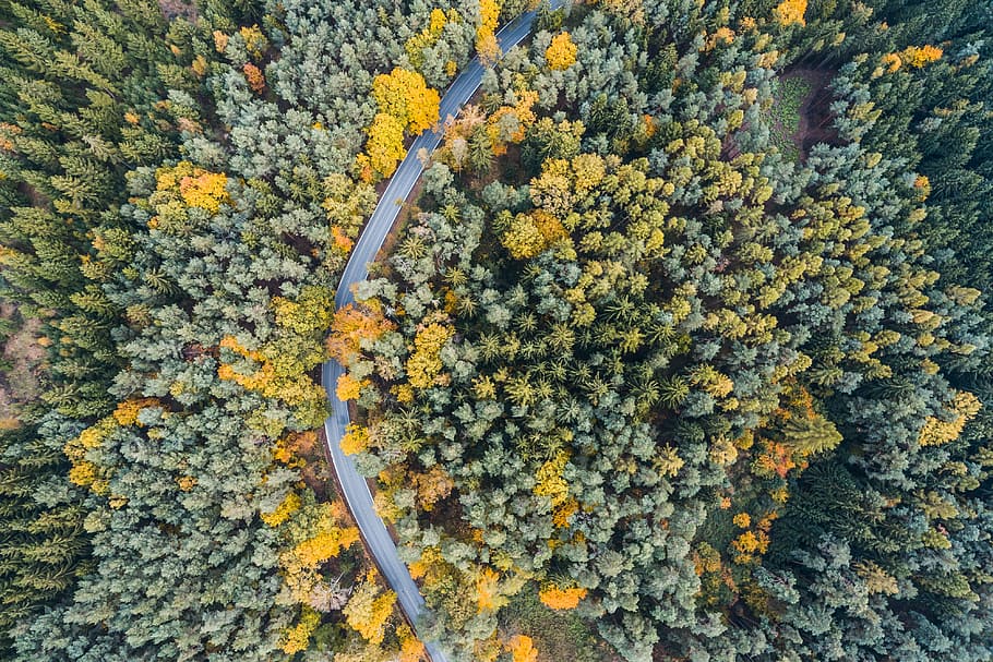 Lonely Road in Woods Aerial From Above, autumn, bird's eye, drone photography