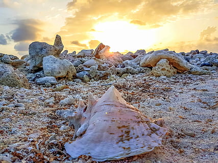 white conch shell on ground, sea, rock, stone, pebbles, sand HD wallpaper