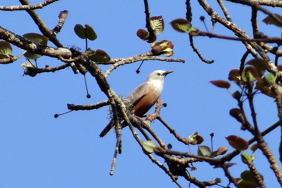 starling, malabar white-headed starling, white-headed myna, HD wallpaper