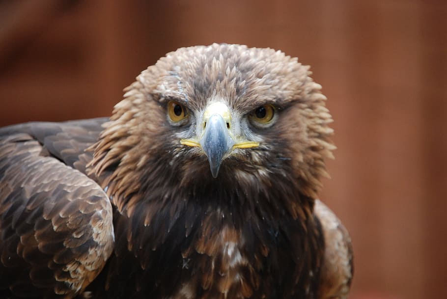 photography of brown and black Eagle bird during daytime, sharp eyed HD wallpaper