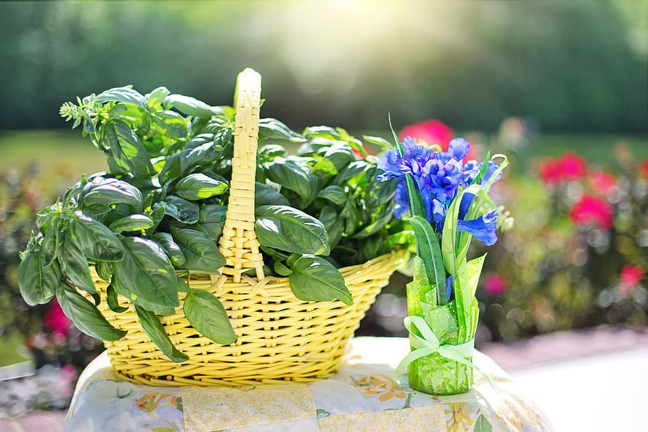 green leaves in brown woven basket beside a blue flower, basil HD wallpaper