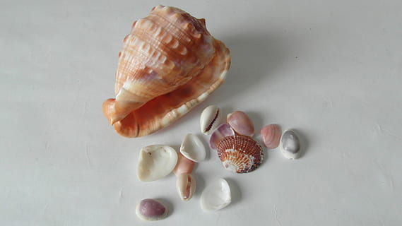 sea shells, sea life, conch, mother-of-pearl, nacre, studio shot HD wallpaper