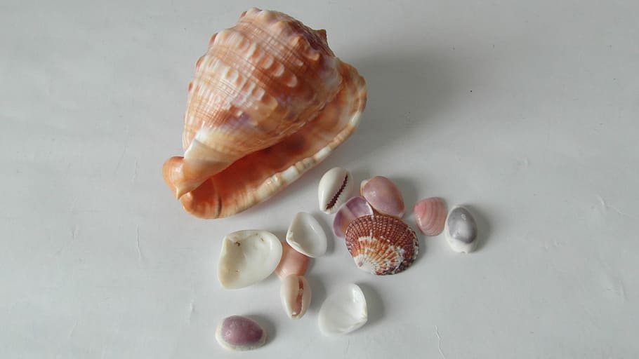 sea shells, sea life, conch, mother-of-pearl, nacre, studio shot, HD wallpaper