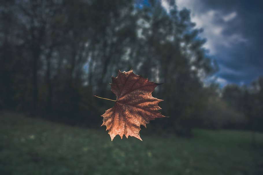 brown dried leaf, selective focus photography of brown maple leaf HD wallpaper