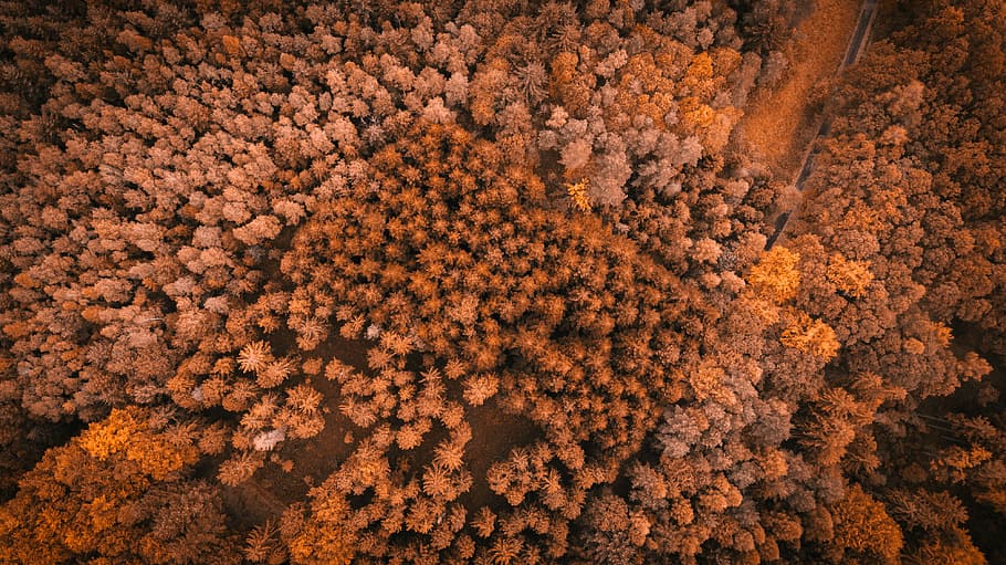 aerial photography of brown forest, arial view of forest during daytime, HD wallpaper