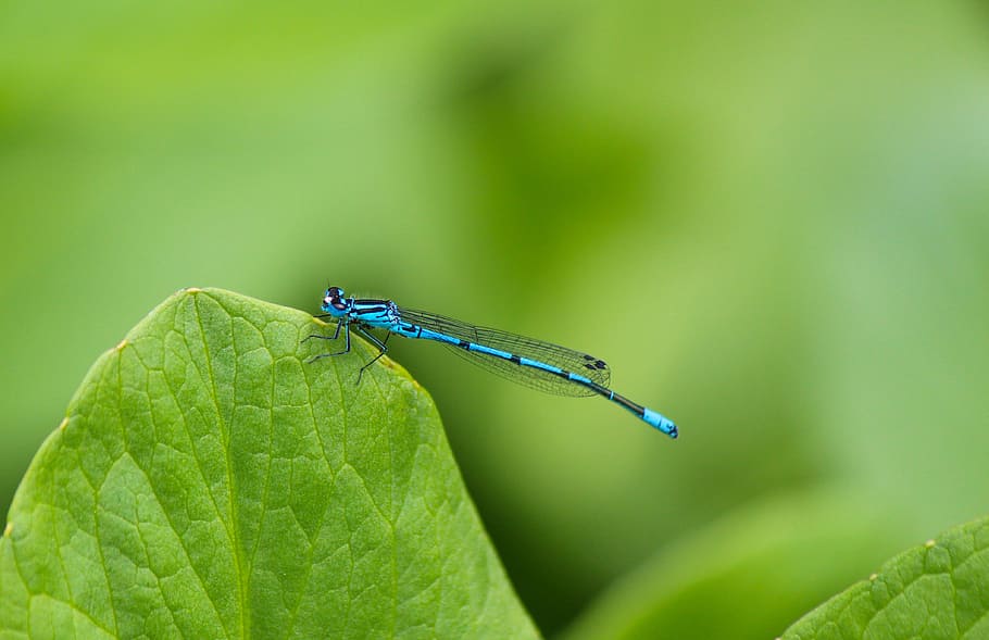 dragonfly, blue, close, insect, waters, demoiselle, wing, pond HD wallpaper