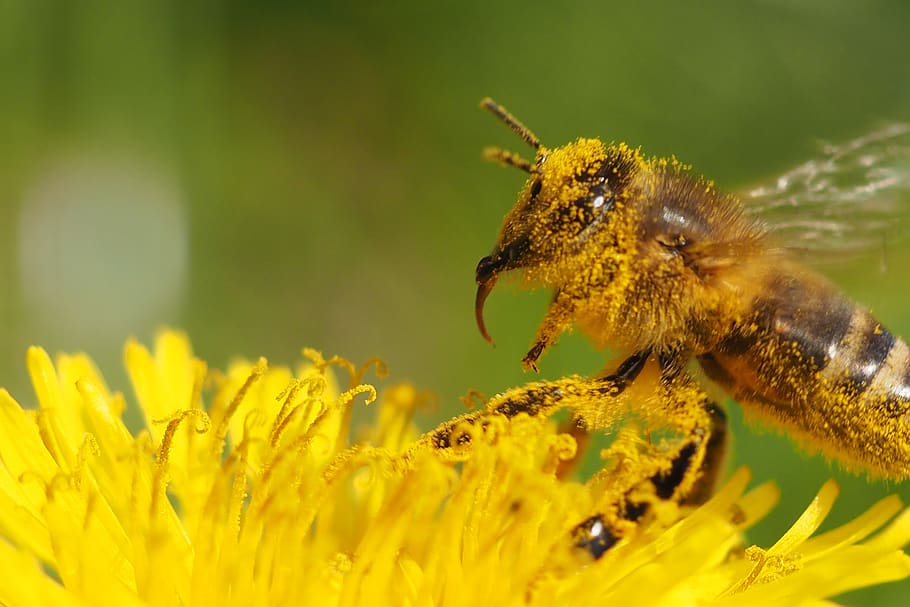 bee, flower, insect, animal themes, animal wildlife, animals in the wild HD wallpaper