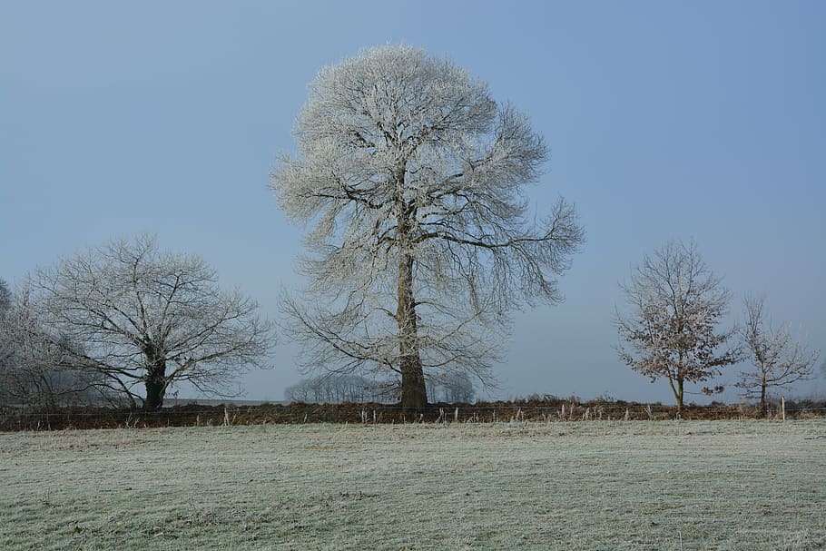tree, frost, nature, cold, winter, field, ice, winter landscape HD wallpaper