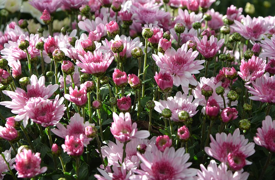 mums, flowers, colors, pink white, flowers flowers, nature, HD wallpaper