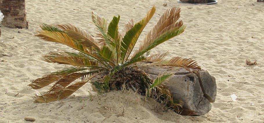 beach, tree, nature, hot, driftwood, palm, sand, no people HD wallpaper