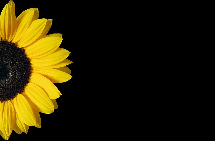 Hd Wallpaper Sunflower Yellow Black Background Copy Space