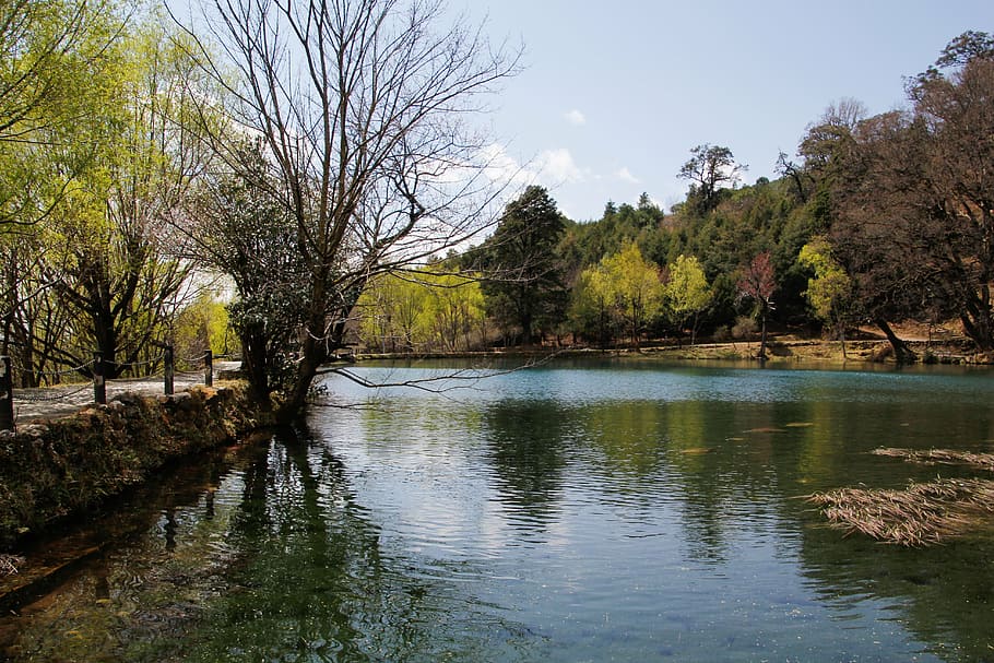 lake, reflection, the scenery, tree, nature, river, water, plant HD wallpaper