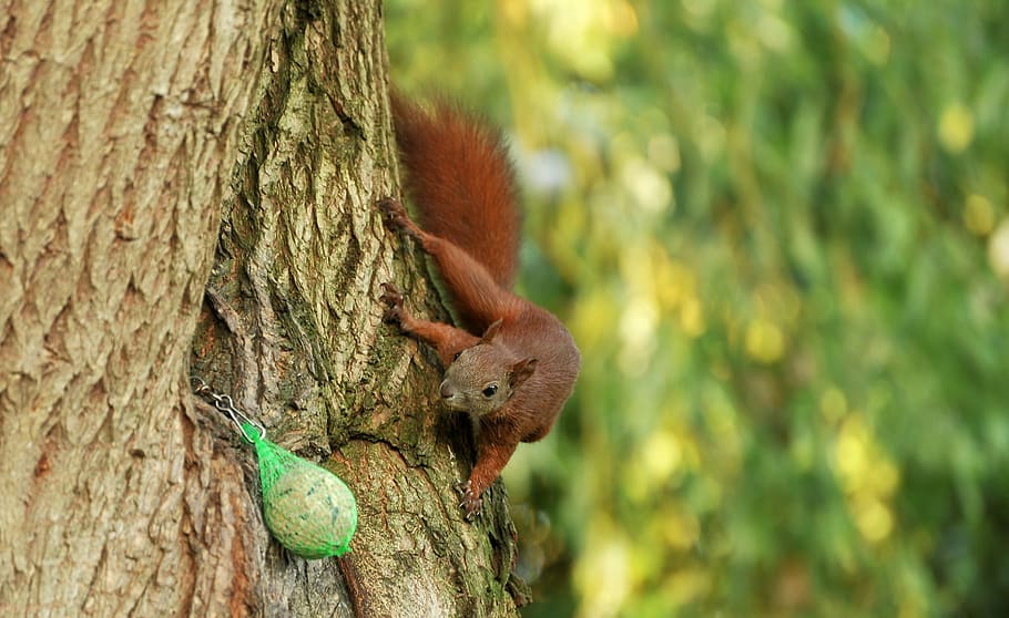 brown squirel on tree, squirrel, pasture, tribe, animal, mammal HD wallpaper