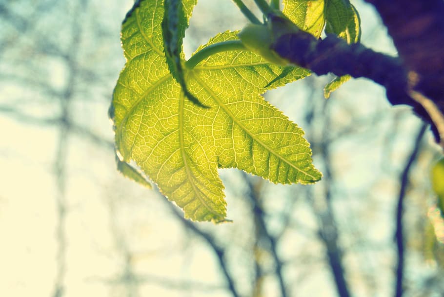 green leaf in shallow focus shot, green leafed plant shallow photography HD wallpaper
