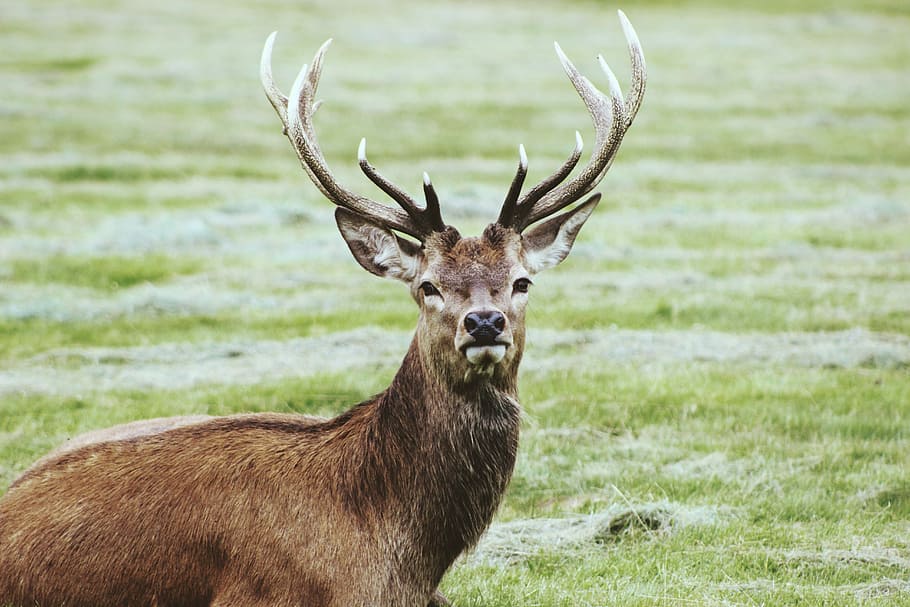 photo of tan deer, antler, grass, meadow, field, animal wildlife HD wallpaper