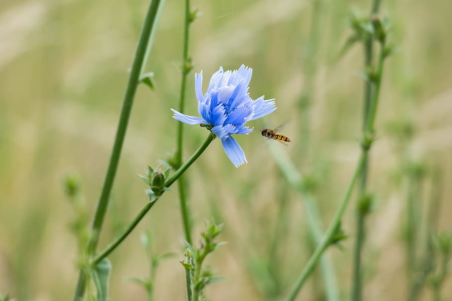 Common Chicory, Ordinary Chicory, blossom, bloom, flower, blue HD wallpaper
