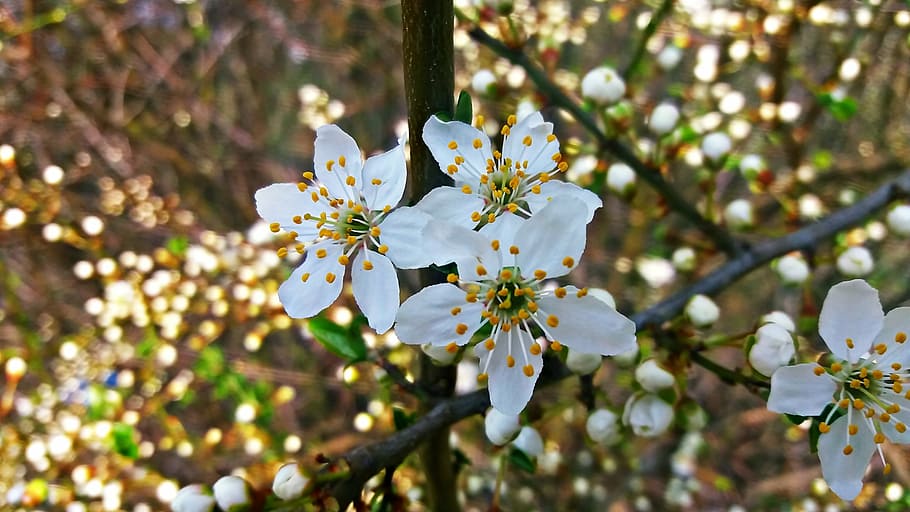 spring, nature, green, tree, branch, flower, petal, plant, springtime HD wallpaper