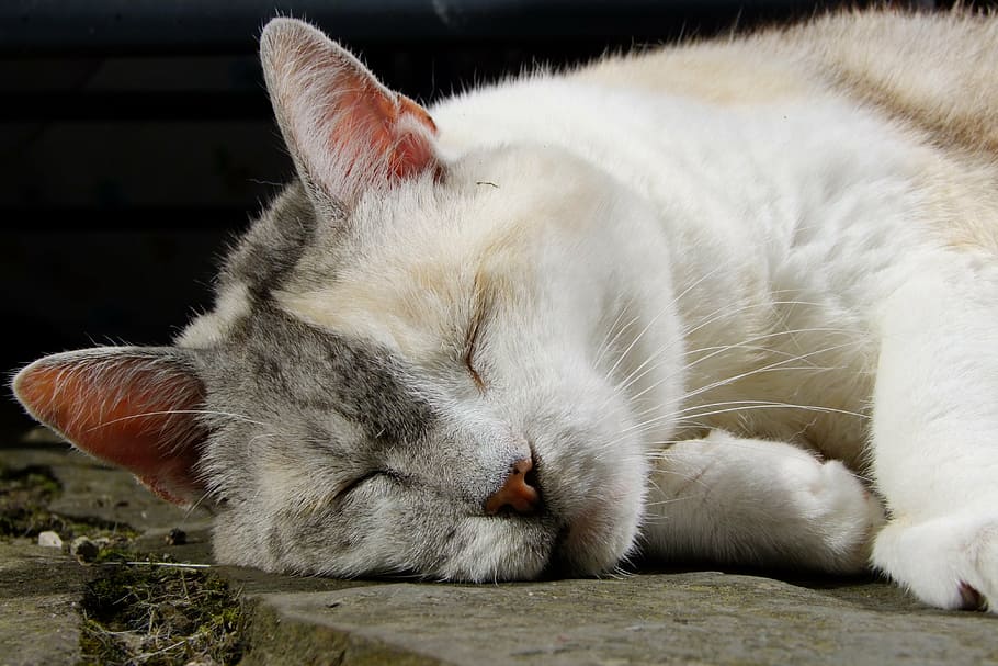 cat, three coloured, pet, cat face, relaxed, lucky cat, animal themes HD wallpaper