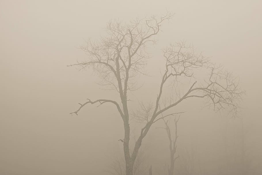 trees, fog, haze, nature, forest, branch, bare tree, plant HD wallpaper