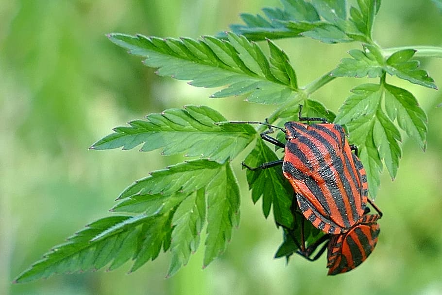 stripes bugs, insect, pairing, nature, fauna, leaf, plant part HD wallpaper