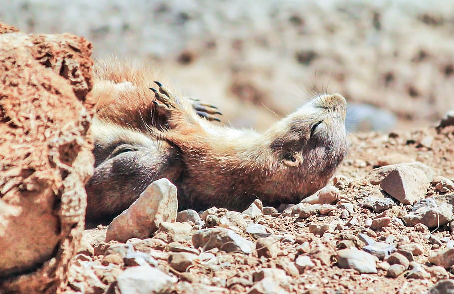 prairie dogs, sleeping, cute, mammal, nature, brown, fur, small, HD wallpaper