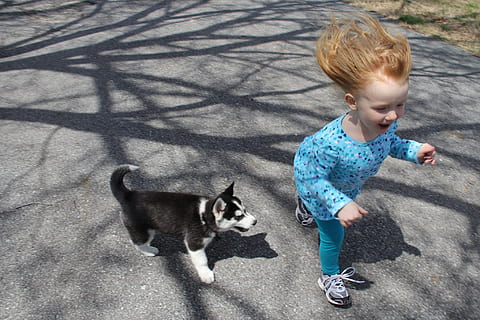 girl running beside black and white Siberian husky puppy on road during daytime HD wallpaper