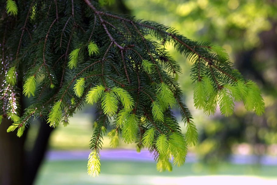 spruce, twigs, young, fresh, spring, green, tree, park, shadow HD wallpaper
