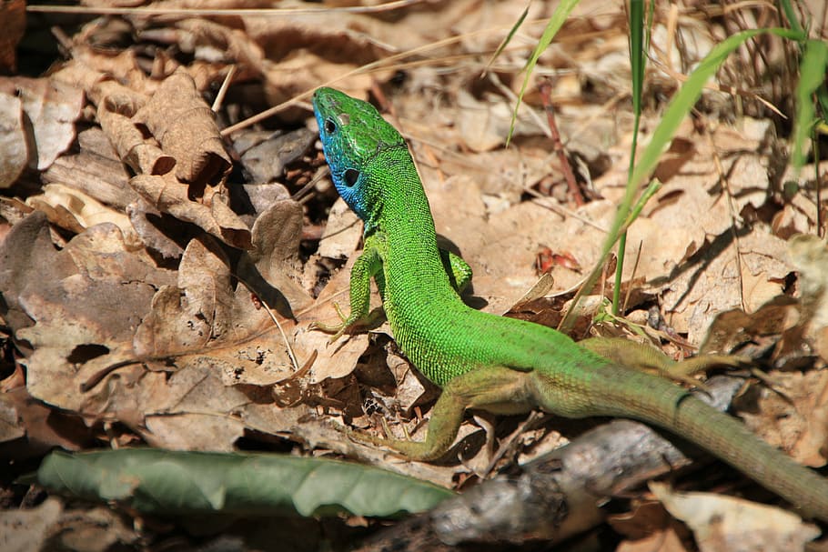 blue, camouflage, forest, green, lacerta, lizard, viridis, animals HD wallpaper