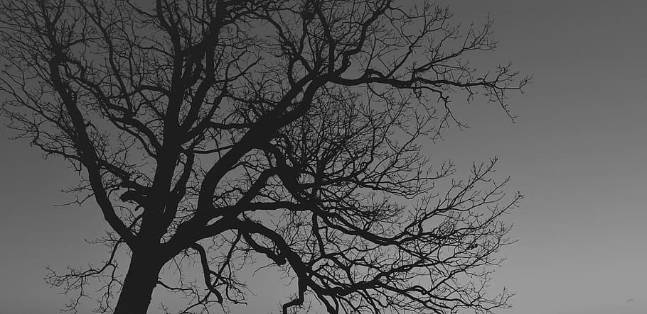 leafless tree silhouette during night time, branches, horror HD wallpaper